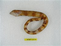 藏品(疏條紋裸胸鯙)的圖片